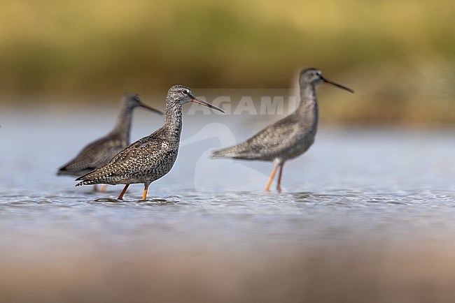 Four Spotted Redshanks on the mudflats of the Dollard stock-image by Agami/Onno Wildschut,