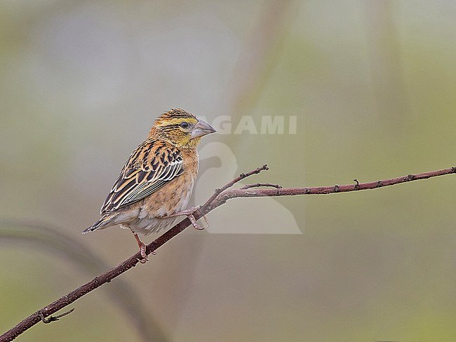 Golden-backed Bishop (Euplectes aureus) in Angola. stock-image by Agami/Pete Morris,