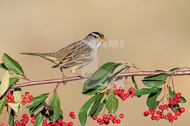 Adult 
Santa Barbara Co., CA
November 2022 stock-image by Agami/Brian E Small,
