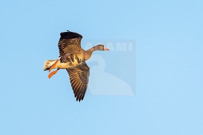 Adult
Colusa Co., CA
January 2023 stock-image by Agami/Brian E Small,