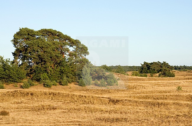 Kootwijkerzand, Kootwijk, Veluwe, Netherlands stock-image by Agami/Marc Guyt,