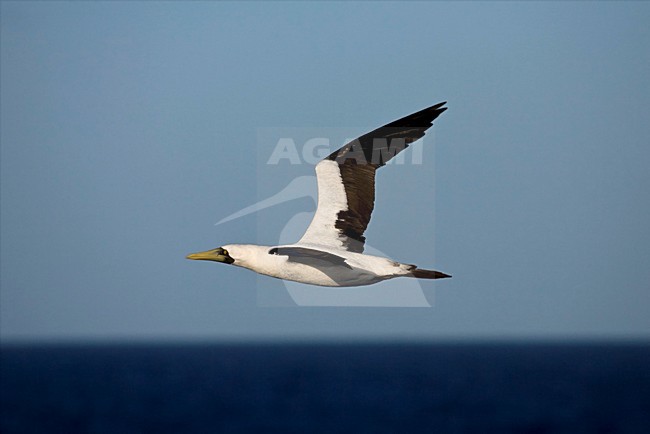 Maskergent in vlucht; Masked booby in flight stock-image by Agami/Marc Guyt,