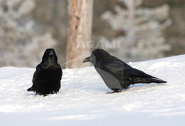 Common Raven (Corvus corax) in the snow in winter stock-image by Agami/Roy de Haas,
