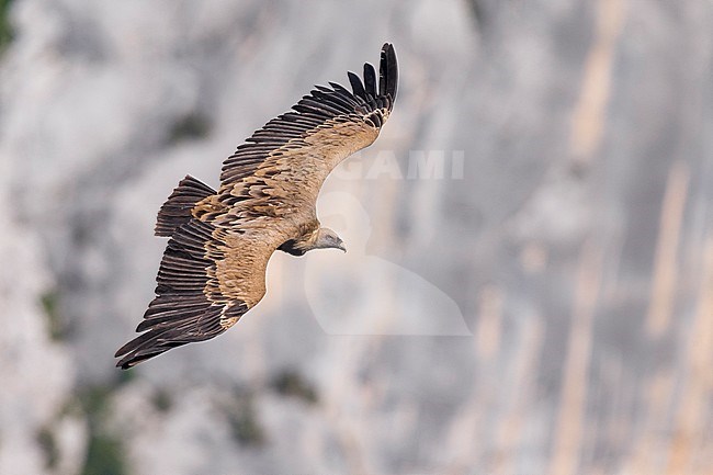Vale Gier; Griffon Vulture; Gyps fulvus stock-image by Agami/Daniele Occhiato,