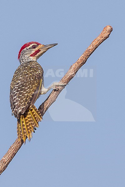 Nubian Woodpecker (Campethera nubica) perched on a branch in Tanzania. stock-image by Agami/Dubi Shapiro,