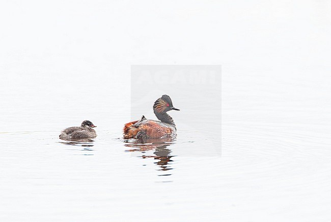 Black-necked Grebe (Podiceps nigricollis) in Groningen, Netherlands. Together with a chick. stock-image by Agami/Marc Guyt,