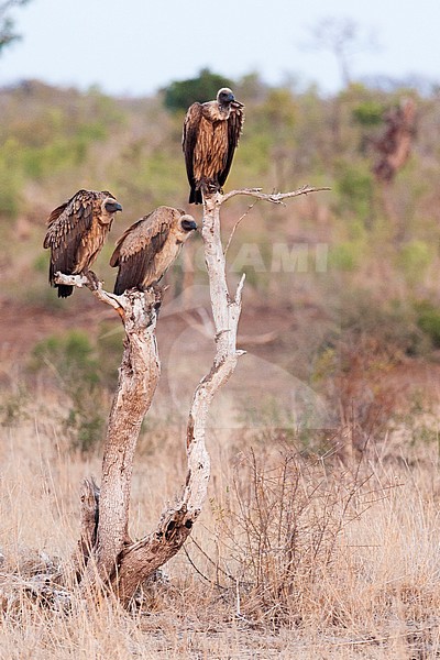 Group of African White-backed Vultures (Gyps africanus) perched in dead tree stock-image by Agami/Caroline Piek,
