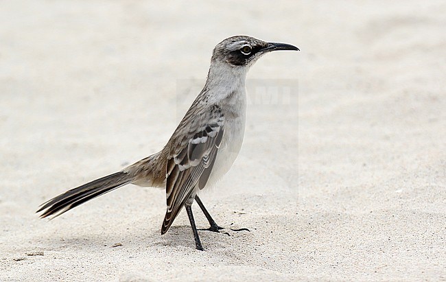 Galapagos Mockingbird (Mimus parvulus) on the Galapagos islands, Ecuador. Standing on the beach. stock-image by Agami/Dani Lopez-Velasco,