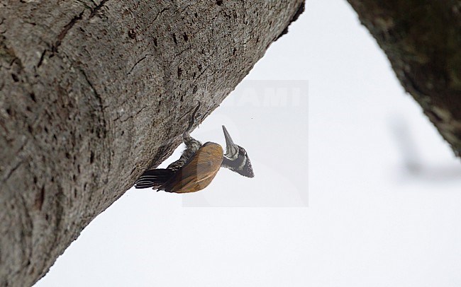Greater Flameback (Chrysocolaptes guttacristatus) perched in a tree at Kaeng Krachan National Park, Thailand stock-image by Agami/Helge Sorensen,