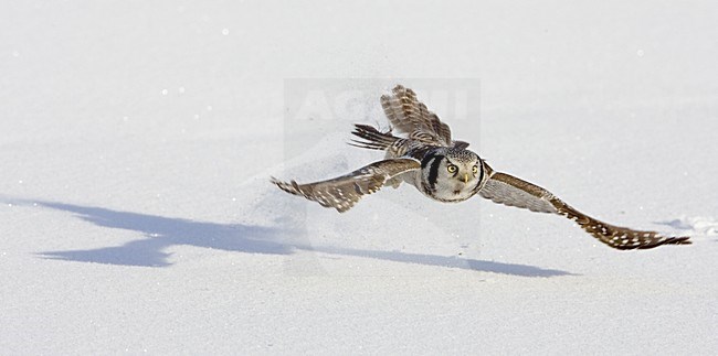 Sperweruil vliegend laag over besneeuwde grond; Northern Hawk-Owl flying low over snowy ground stock-image by Agami/Bence Mate,