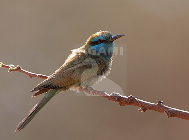 Kleine Groene Bijeneter in zit; Green Bee-eater perched stock-image by Agami/Markus Varesvuo,