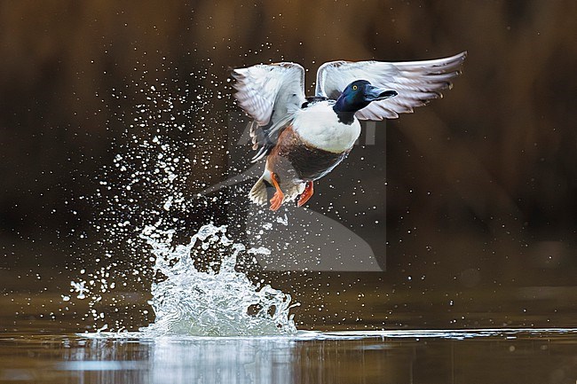 Male Northern Shoveler (Spatula clypeata) in Italy. stock-image by Agami/Daniele Occhiato,