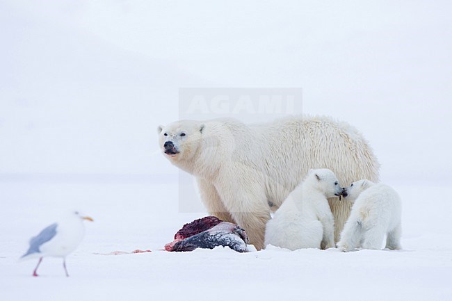 IJsbeer vrouw met jongen; Polar Bear mother with cubs stock-image by Agami/Pieter-Jan D'Hondt ,