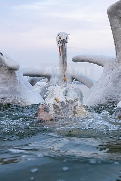 Dalmatian Pelican (Pelecanus crispus) feeding on fish on lake Kerkini in Greece. stock-image by Agami/Marcel Burkhardt,