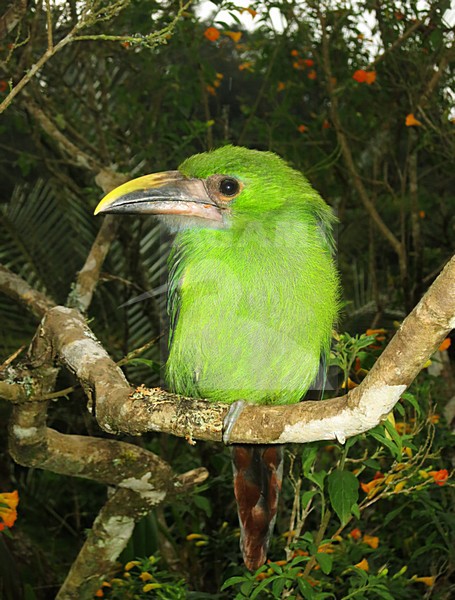 White-throated Toucanet (Aulacorhynchus albivitta) in Colombia. Also known as greyish-throated toucanet. stock-image by Agami/Marc Guyt,