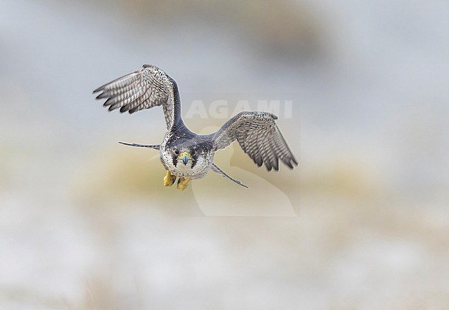 Wintering adult Peregrine Falcon (Falco peregrinus) on the beach of Dutch Wadden island Terschelling, Netherlands. stock-image by Agami/Arie Ouwerkerk,