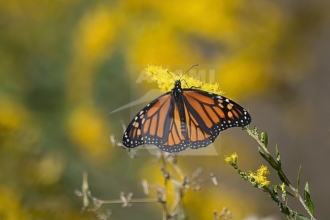 Monarch butterfly (Danaus plexippus) on Giant Goldenrod flower stock-image by Agami/Kari Eischer,