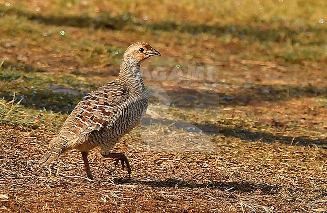 Grey Francolin, Ortygornis pondicerianus, walking on the ground in Oman stock-image by Agami/Eduard Sangster,