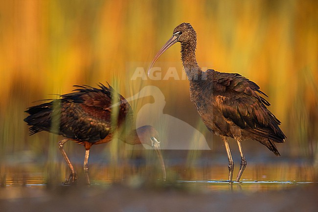 Glossy Ibis, Plegadis falcinellus, in Italy. stock-image by Agami/Daniele Occhiato,