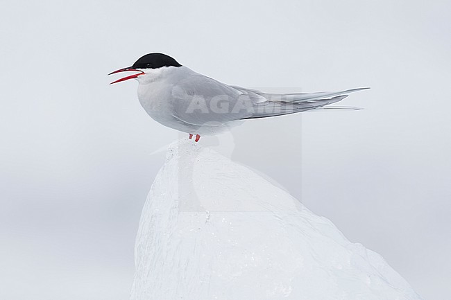 Arctic Tern (Sterna paradisaea), side view of an adult standing on ice, Southern Region, Iceland stock-image by Agami/Saverio Gatto,