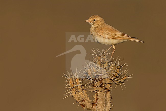 Bar-tailed Desert Lark (Ammomanes cincturus); Morocco, adult stock-image by Agami/Ralph Martin,