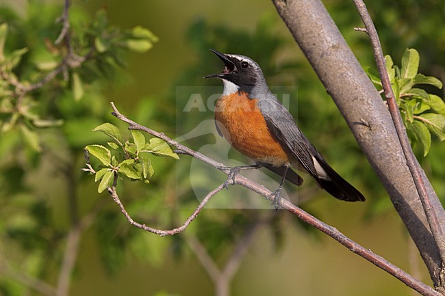 Perzische Roodborst zingend op tak; White-throated Robin singing on branch stock-image by Agami/Daniele Occhiato,