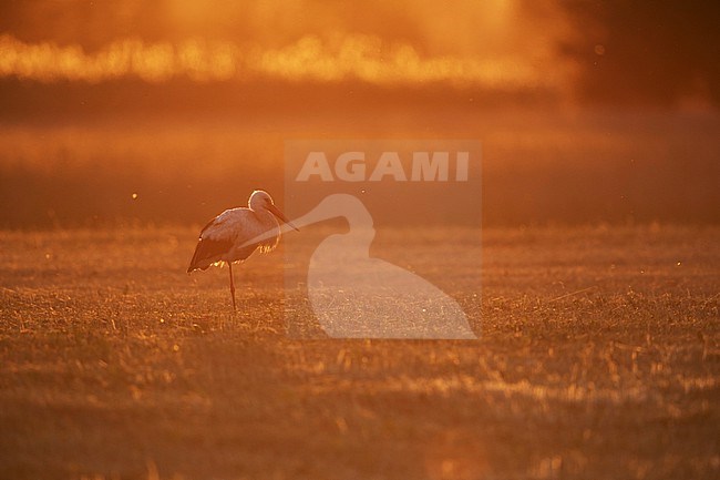 adult white stork (ciconia ciconia) resting on a mowed meadow in the orange back light of the evening sun stock-image by Agami/Mathias Putze,