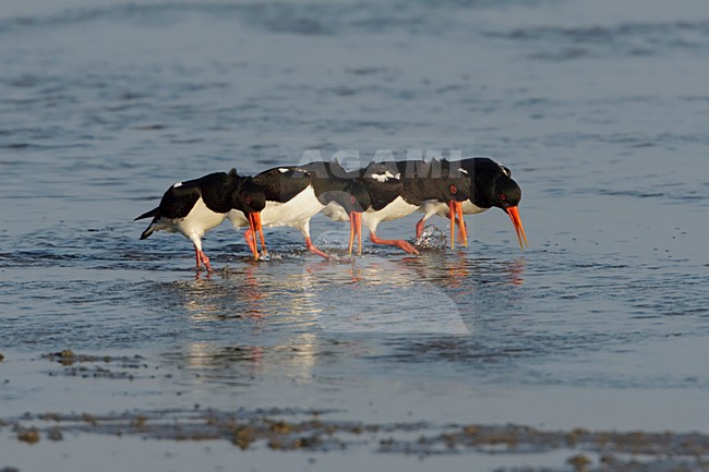 Baltsend (4 van 4); In display (4/4) stock-image by Agami/Arie Ouwerkerk,