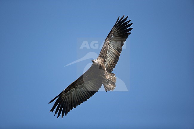An adult Hooded Vulture (Necrosyrtes monachus) circeling against the blue sky of Yayu Biosphere Reserve in Ethiopia stock-image by Agami/Mathias Putze,