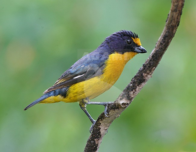 A male Violaceous Euphonia (Euphonia violacea) at Puerto Igauzu, Argentina. stock-image by Agami/Tom Friedel,