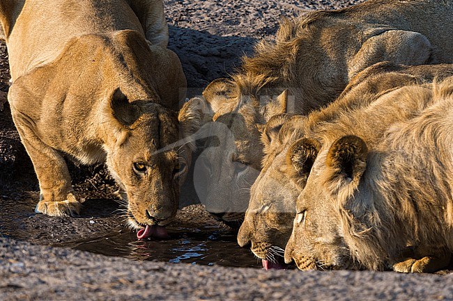 A lion pride, Panthera leo, drinking at a small waterhole in Chobe National Park's Savuti marsh. Botswana. stock-image by Agami/Sergio Pitamitz,