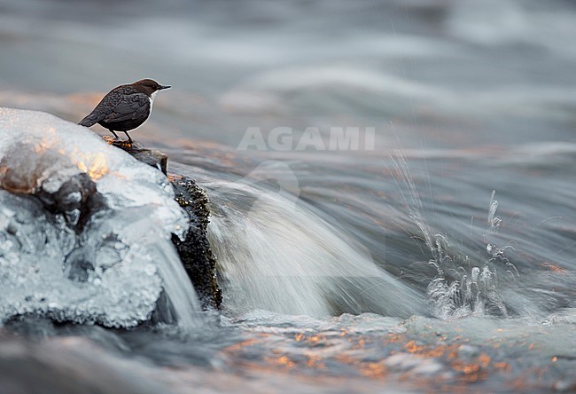 Wintering Black-bellied White-throated Dipper (Cinclus cinclus cinclus) in a fast flowing river at Kuusamo in arctic Finland. stock-image by Agami/Markus Varesvuo,