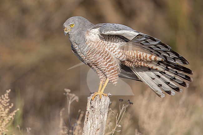 A Male Cinereous Harrier (Circus cinereus) at Mendoza, Argentina stock-image by Agami/Tom Friedel,
