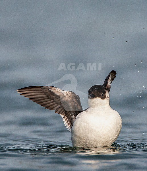 Little Auk (Alle alle) swimming in the harbor of Vlieland, Netherlands. stock-image by Agami/Marc Guyt,