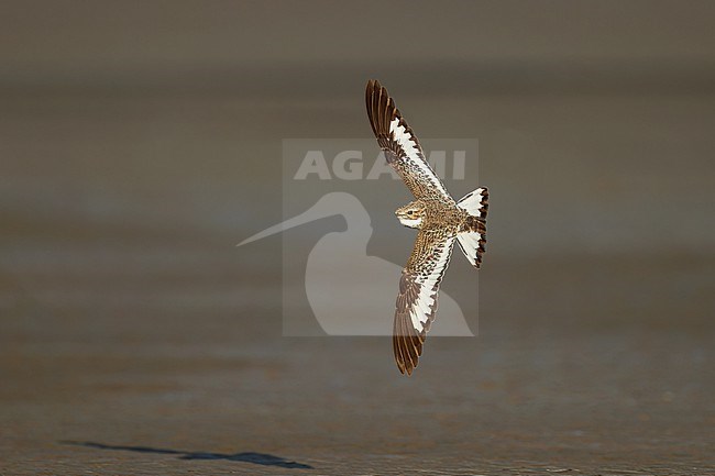 Sand-colored Nighthawk (Chordeiles rupestris) in flight on a beach on an island in the Amazon river in Colombia. Showing upperwing and open tail. stock-image by Agami/Rafael Armada,