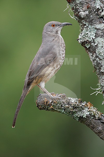 Adult
Starr Co., TX
November 2004 stock-image by Agami/Brian E Small,