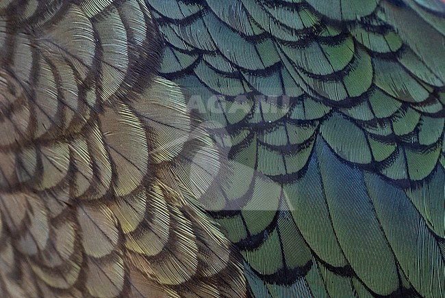 Kea (Nestor notabilis) on South Island, New Zealand. Close-up of its beautiful feathers. stock-image by Agami/Marc Guyt,