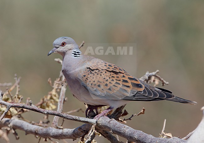 Zomertortel op een tak; Turtle Dove peerched on a branch stock-image by Agami/Markus Varesvuo,