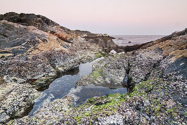Rocky coast at Mirbat, Oman stock-image by Agami/Ralph Martin,