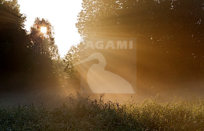 Pampushout Almere bij zonsopkomst, Pampushout during sunrise stock-image by Agami/Roy de Haas,
