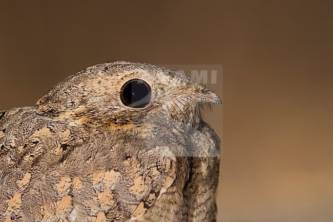 Egyptian Nightjar - Pharaonenziegenmelker - Caprimulgus aegyptius ssp. aegyptius, Oman stock-image by Agami/Ralph Martin,