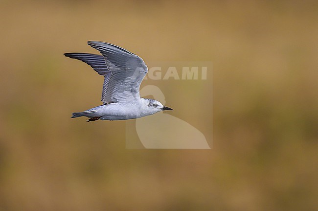 White-winged Tern, Chlidonias leucopterus, in flight. stock-image by Agami/Sylvain Reyt,