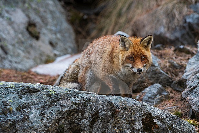 A red fox, Vulpes vulpes, walking on a rock. Aosta, Val Savarenche, Gran Paradiso National Park, Italy. stock-image by Agami/Sergio Pitamitz,