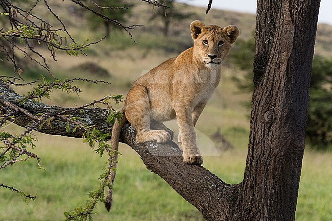 A lion cub, Panthera leo, sitting on the branch of a tree. Masai Mara National Reserve, Kenya, Africa. stock-image by Agami/Sergio Pitamitz,