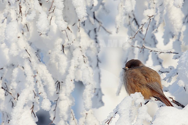 Taigagaai in besneeuwde boom, Siberian Jay in snow covered tree stock-image by Agami/Markus Varesvuo,