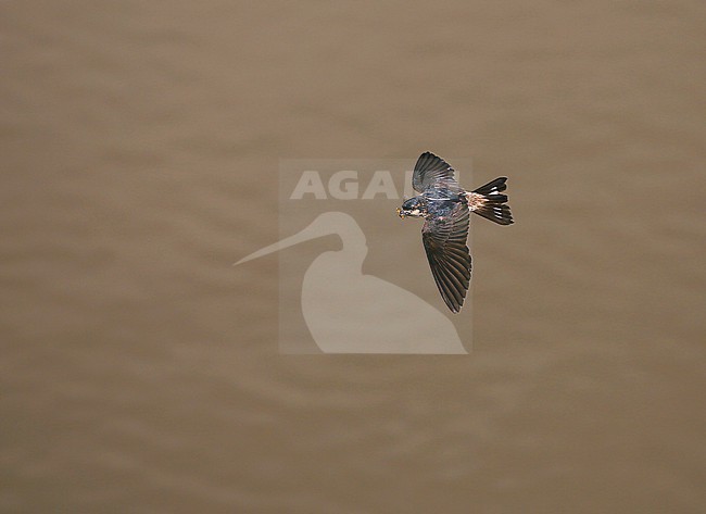 Preuss's Cliff-Swallow in flight over the brown water of a river stock-image by Agami/Thierry Quelennec,
