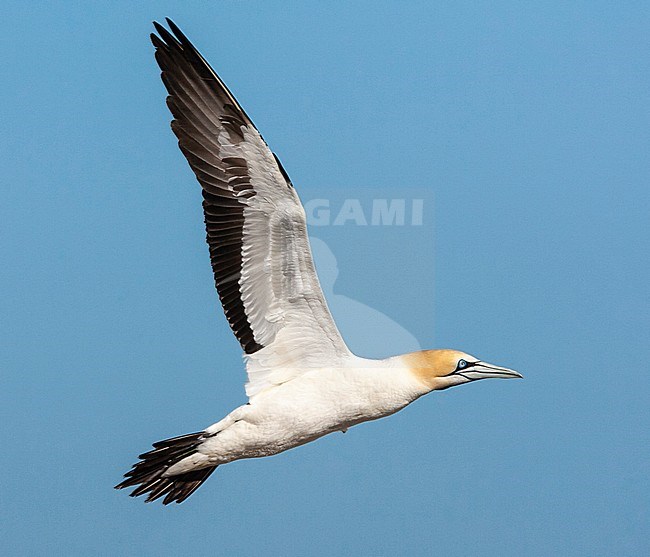 Cape Gannet (Morus capensis) flying over the colony of Bird Island Nature Reserve in Lambert’s Bay, South Africa. stock-image by Agami/Marc Guyt,