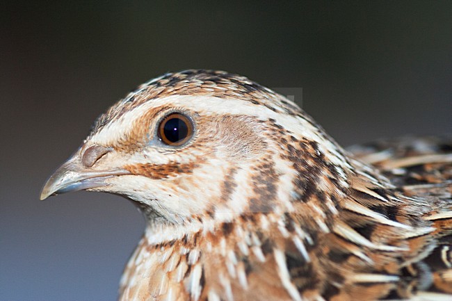 Kwartel, Common Quail, Coturnix coturnix stock-image by Agami/Marc Guyt,