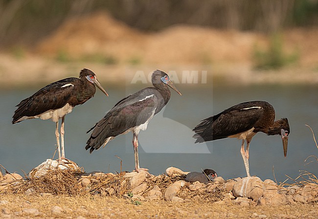 Abdim's Stork (Ciconia abdimii) is an African species also living at the southern part of the Arabian Peninsula. stock-image by Agami/Eduard Sangster,