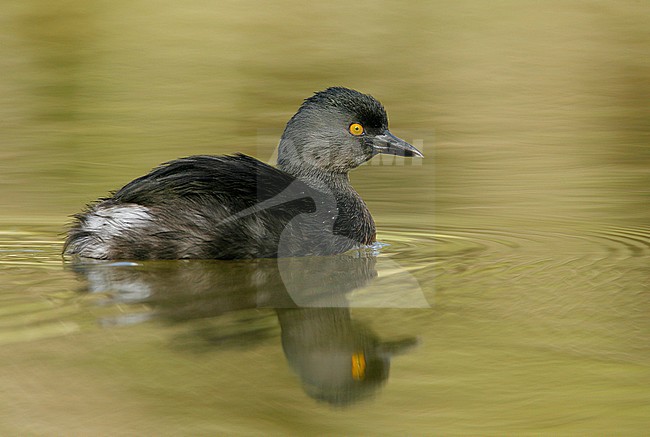 Adult
Hidalgo Co., TX
January 2009 stock-image by Agami/Brian E Small,